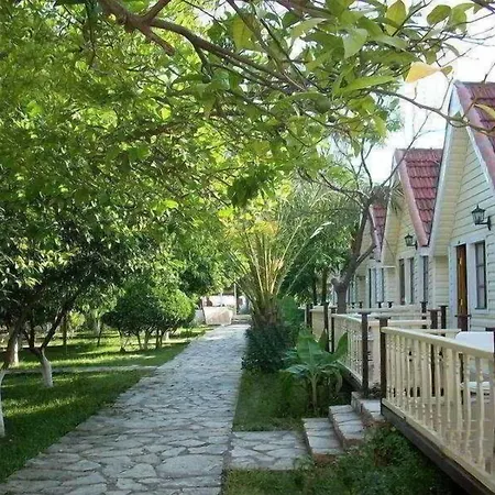 Clover Magic Nova سيدي